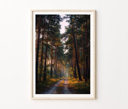 Kampinos National Park Poland Forest Path Travel Poster – Nature Wall Art Print